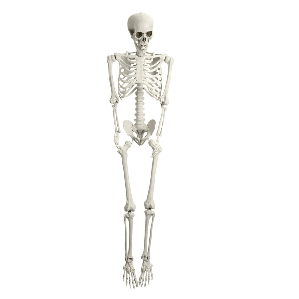 5.4FT Posable Skeleton F27516