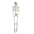 5.4FT Posable Skeleton F27516