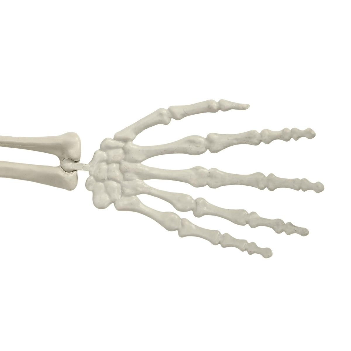 5.4FT Posable Skeleton F27516