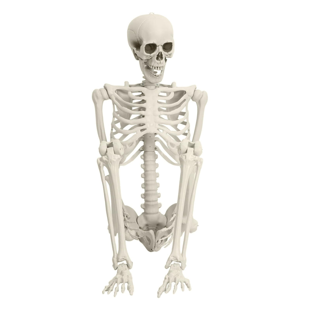 5.4FT Posable Skeleton F27516