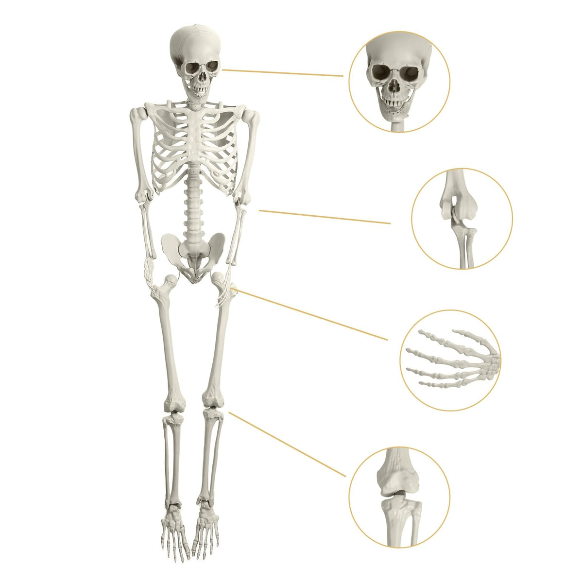 5.4FT Posable Skeleton F27516