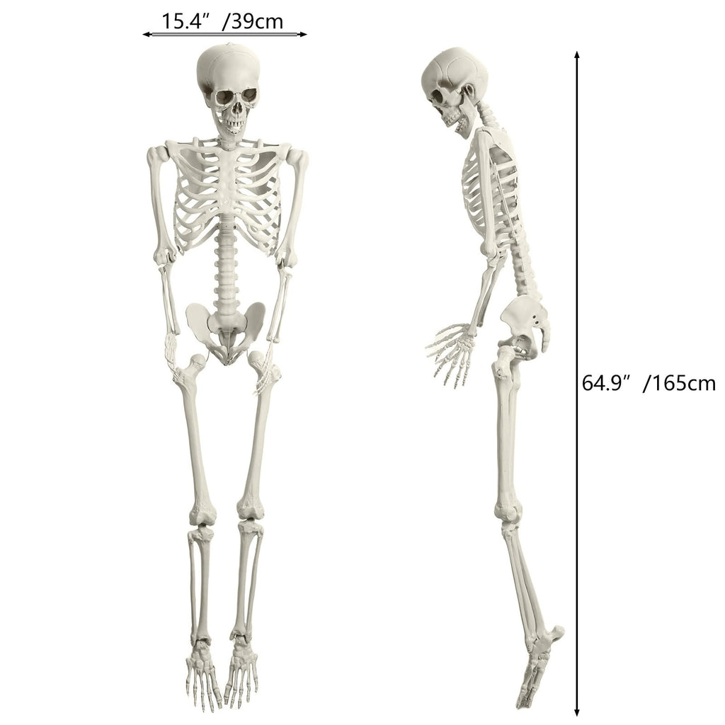 5.4FT Posable Skeleton F27516