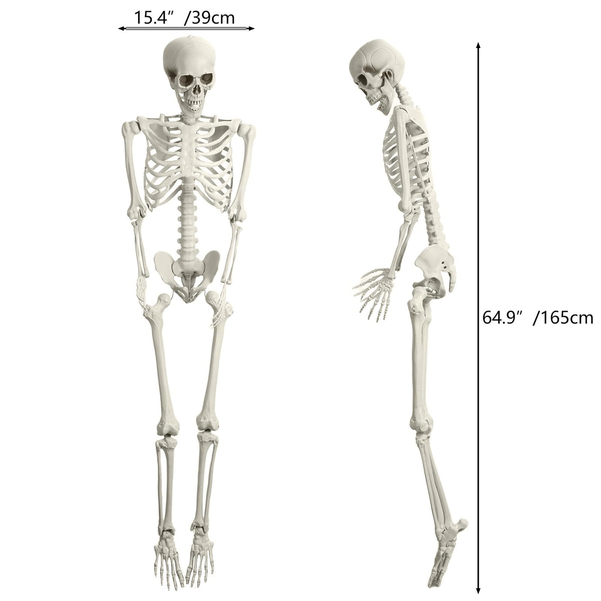 5.4FT Posable Skeleton F27516
