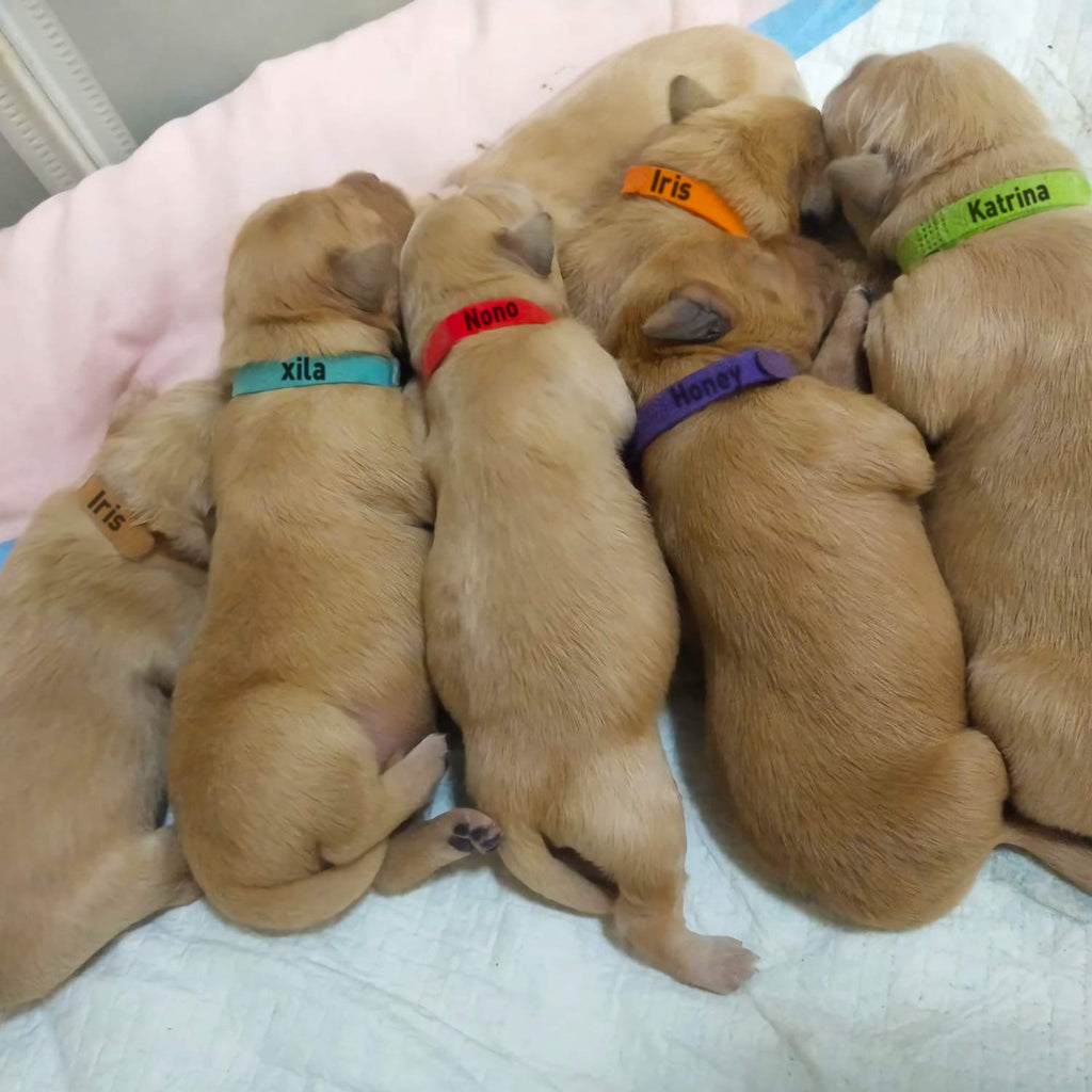 15 Pcs Soft Newborn Pet ID Bands E2426